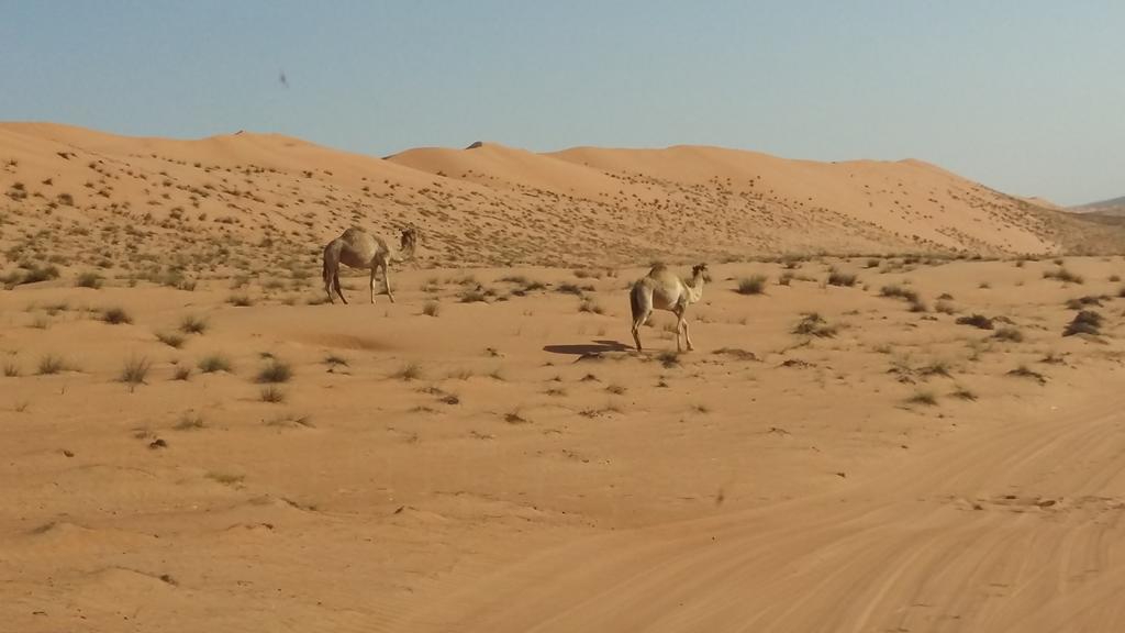 Kemping Silent Dunes Camp